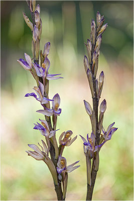 Violetter Dingel (Limodorum abortivum), Schweiz, Oberwallis