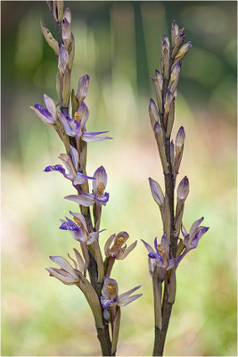 Violetter Dingel (Limodorum abortivum), Schweiz, Oberwallis