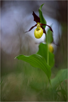 Gelber Frauenschuh (Cypripedium calceolus), Schweden, Gotland