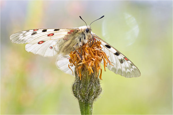 Hochalpen-Apollo (Parnassius phoebus), Italien, Region Aostatal