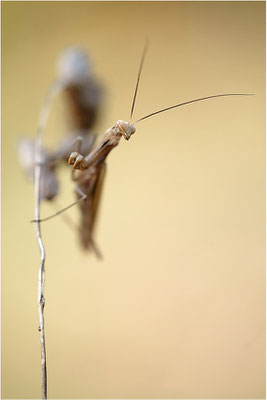 Europäische Gottesanbeterin (Mantis religiosa), Männchen, Deutschland, Baden-Württemberg