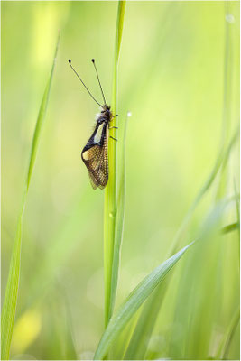 Libellen-Schmetterlingshaft (Libelloides coccajus), Schweiz, Wallis