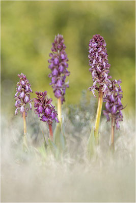 Riesen-Knabenkraut (Himantoglossum robertianum), Provence, Frankreich