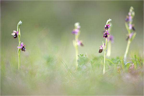 Drôme-Ragwurz (Ophrys drumana), Frankreich, Dep. Isere