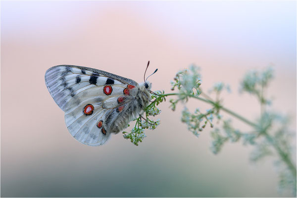 Roter Apollo (Parnassius apollo vercoricus), Frankreich, Dep. Isere