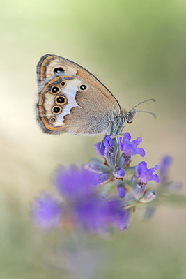 Coenonympha dorus, Frankreich, Dep. Alpes-de-Haute-Provence