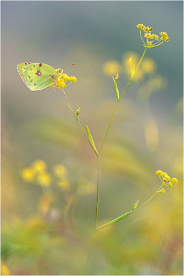 Hufeisenklee-Gelbling/Goldene Acht (Colias alfacariensis/Colias hyale), Spanien, Pyrenäen, Prov. Lleida