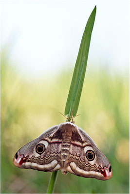 Kleines Nachtpfauenauge (Saturnia pavonia), Weibchen, Deutschland, Baden-Württemberg
