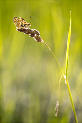 Flockenblumen-Scheckenfalter (Melitaea phoebe), Frankreich, Drôme