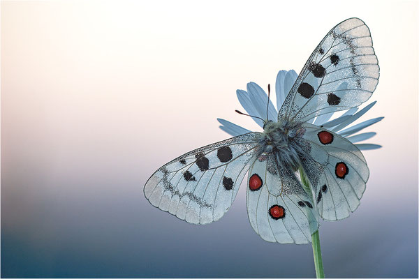 Roter Apollo (Parnassius apollo nivatus), Frankreich, Dep. Jura