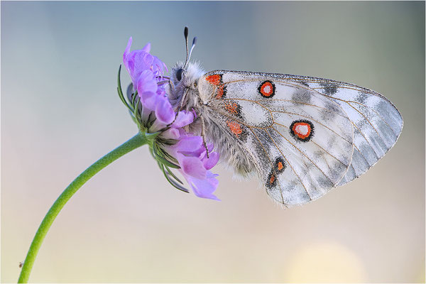 Roter Apollo (Parnassius apollo calmensis), Schweiz, Kanton Fribourg