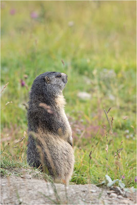 Alpenmurmeltier (Marmota marmota), Frankreich, Dep. Savoie