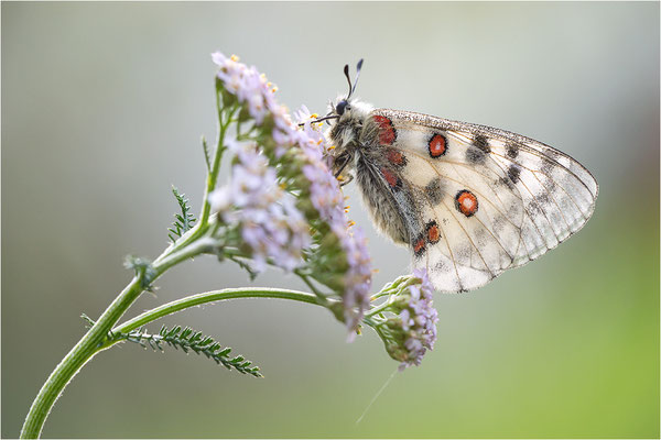 Roter Apollo (Parnassius apollo adulanus), Schweiz, Kanton Tessin