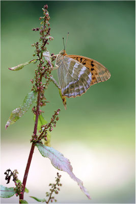 Kaisermantel (Argynnis paphia), Männchen, Deutschland, Baden-Württemberg
