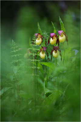 Gelber Frauenschuh (Cypripedium calceolus), Schweden, Jämtlands län