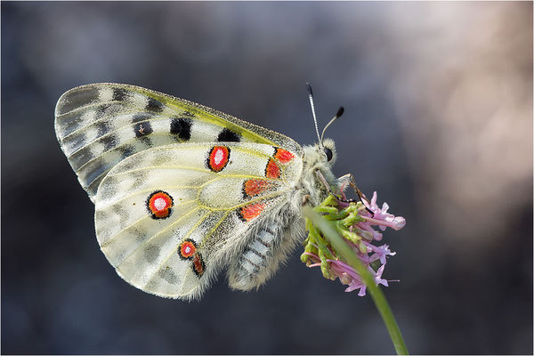 Roter Apollo (Parnassius apollo leovigildus), Frankreich, Dep. Alpes-de-Haute-Provence