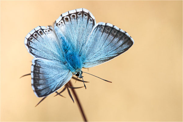 Spanischer Bläuling (Polyommatus hispana), Männchen, Frankreich, Dep. Ardéche