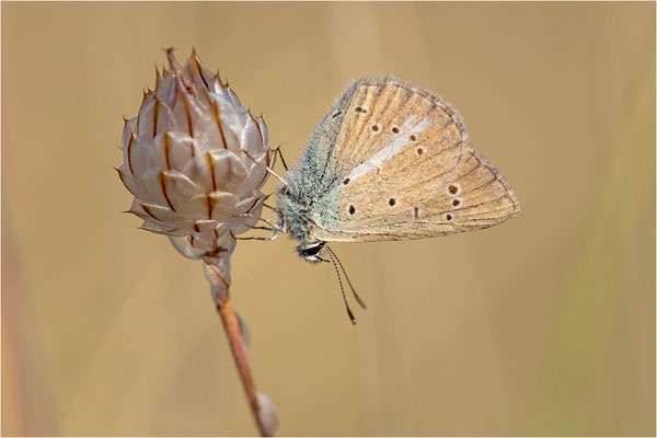 Polyommatus riparti