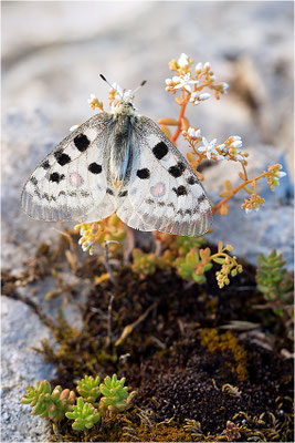 Roter Apollo (Parnassius apollo nivatus), Frankreich, Jura
