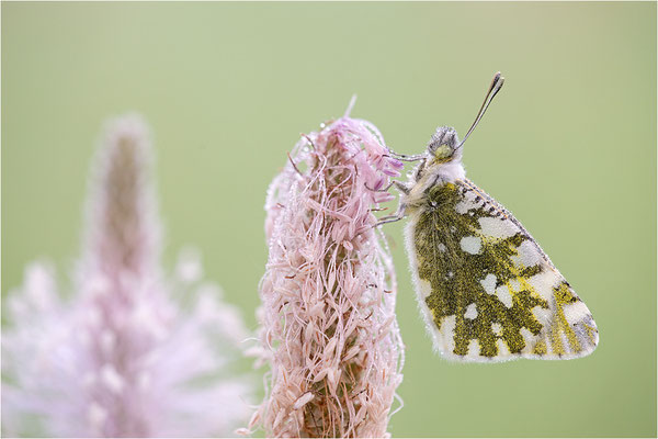 Gesprenkelter Gebirgsweißling (Euchloe simplonia), Männchen, Frankreich, Haute-Alps
