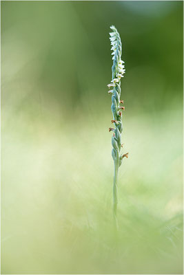 Herbst-Drehwurz (Spiranthes spiralis), Frankreich, Alsace