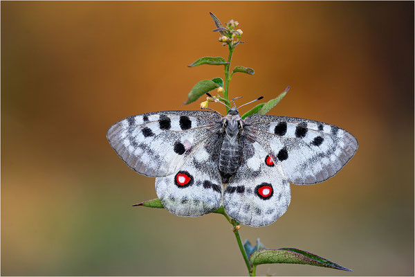 Roter Apollo (Parnassius apollo linnei), Schweden, Gotland