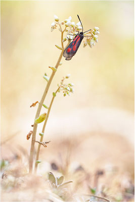 Südliches Platterbsen-Widderchen (Zygaena romeo), Schweiz, Wallis