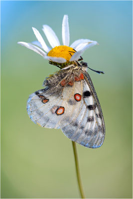 Roter Apollo (Parnassius apollo vercoricus), Frankreich, Dep. Isere