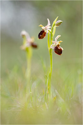 Moris Ragwurz (Ophrys morisii)