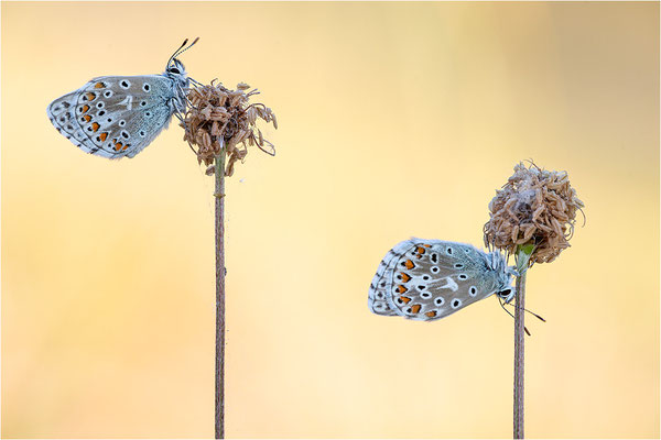 Himmelblauer Bläuling (Polyommatus bellargus), Männchen, Deutschland, Baden-Württemberg
