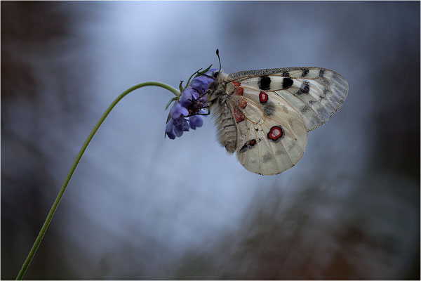 Roter Apollo (Parnassius apollo melliculus), Deutschland, Franken