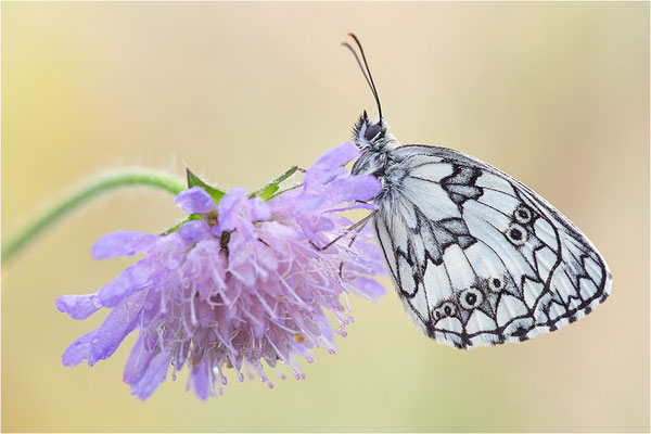Schachbrettfalter (Melanargia galathea), Männchen, Deutschland, Baden-Württemberg