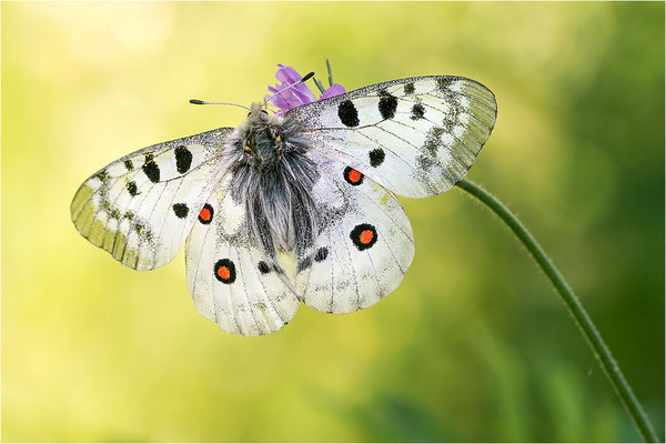Roter Apollo (Parnassius apollo pedemontanus), Italien, Region Aostatal