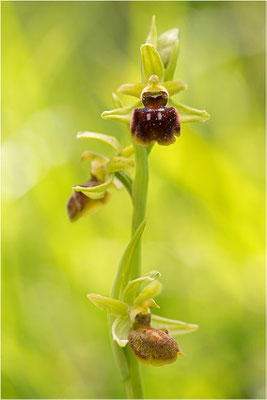 Spinnen-Ragwurz (Ophrys sphegodes), Südlicher Oberrhein, Baden-Württemberg