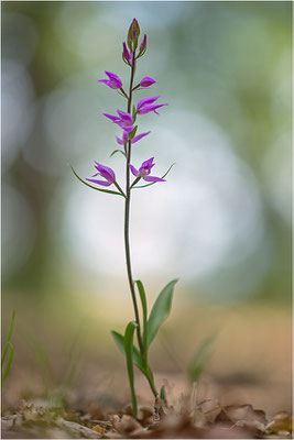 Rotes Waldvöglein (Cephalanthera rubra), Frankreich, Provence