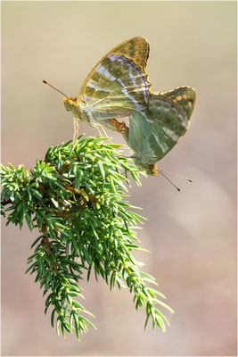 Kaisermantel (Argynnis paphia), Paarung, Schweden, Gotland