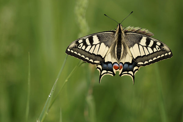 Schwalbenschwanz (Papilio machaon), Deutschland, Baden-Württemberg