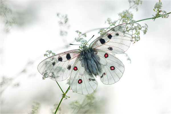 Roter Apollo (Parnassius apollo valdierensis), Italien, Piemont