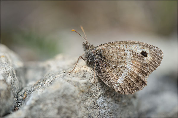 Rotbindiger Samtfalter (Arethusana arethusa), Frankreich, Drôme
