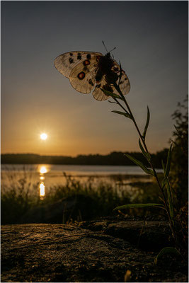 Roter Apollo (Parnassius apollo apollo), Schweden, Småland
