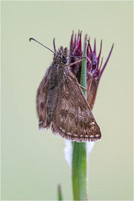 Dunkler Dickopffalter (Erynnis tages), Deutschland, Baden-Württemberg