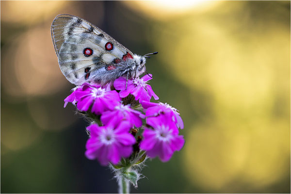 Roter Apollo (Parnassius apollo testoutensis), Frankreich, Dep. Savoie