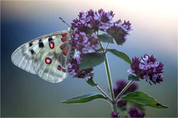 Roter Apollo (Parnassius apollo geminus), Schweiz, Kanton Bern