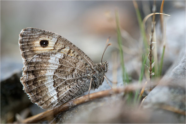 Rotbindiger Samtfalter (Arethusana arethusa), Frankreich, Drôme