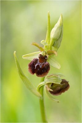 Hybride aus Spinnen- und Hummel-Ragwurz (Ophrys x aschersonii), Südlicher Oberrhein, Baden-Württemberg