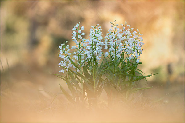 Schwertblättriges Waldvöglein (Cephalanthera longifolia), Schweden,  Farö