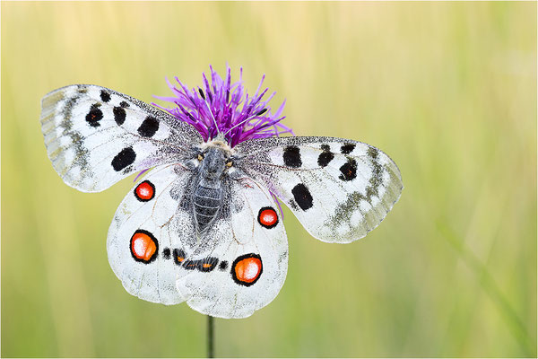 Roter Apollo (Parnassius apollo lithographicus), Deutschland, Oberbayern