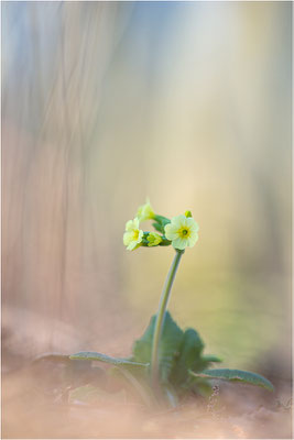 Hohe Schlüsselblume (Primula elatior), Deutschland, Baden-Württemberg