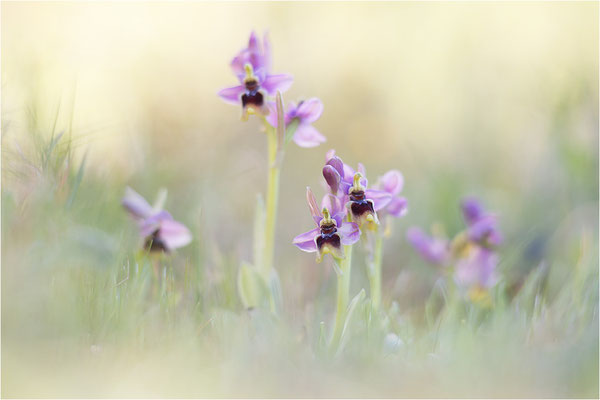 Ophrys tenthredinifera
