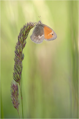Kleines Wiesenvögelchen (Coenonympha pamphilus), Deutschland, Baden-Württemberg